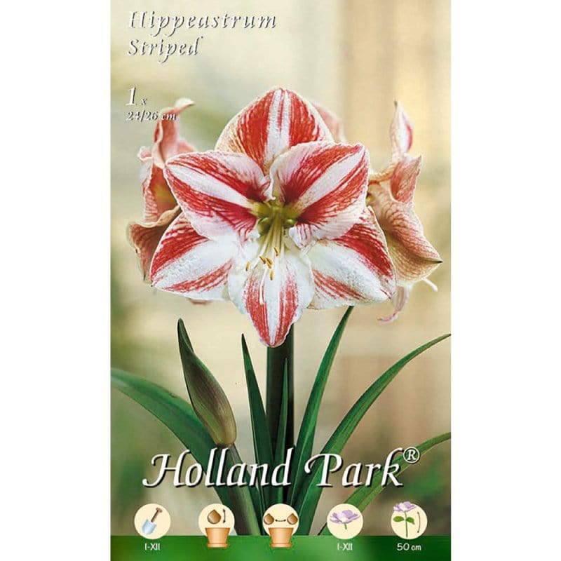 Amaryllis Rosso - Bianco (Hippeastrum) - 1 Bulbo