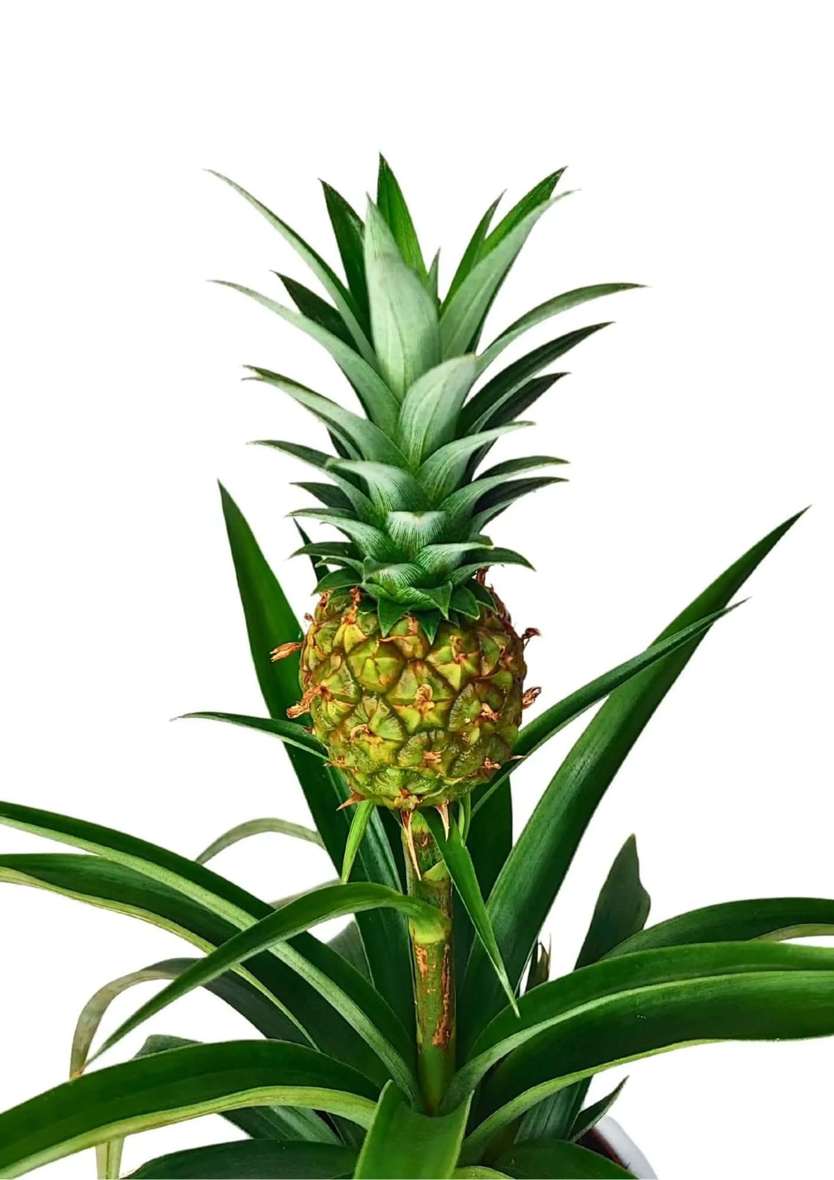 Ananas Amigo