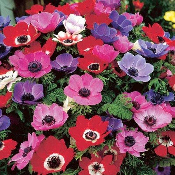 Anemone coronaria de Caen Mixed