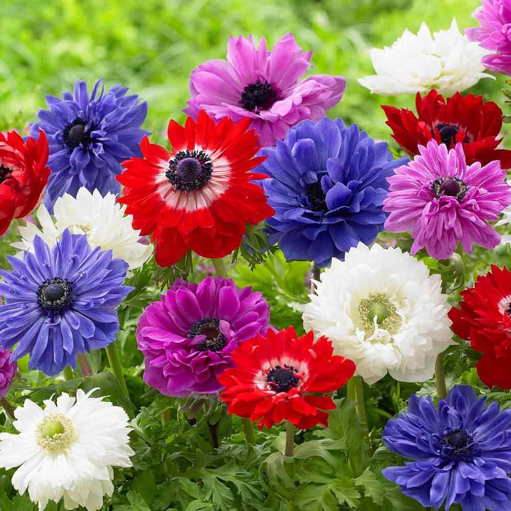 Anemone coronaria St. Brigid Mixed