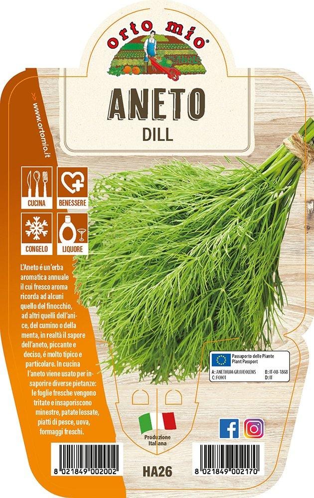 Aneto - 1 pianta v.14 cm - Orto Mio