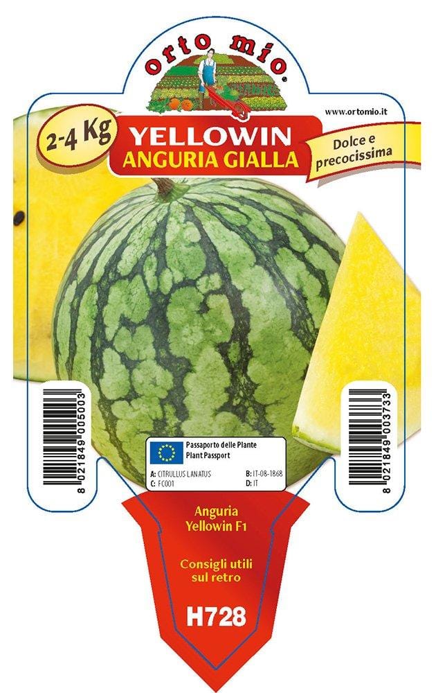 Anguria gialla Yellowin F1 - 1 pianta in vaso cm.10 - Orto Mio