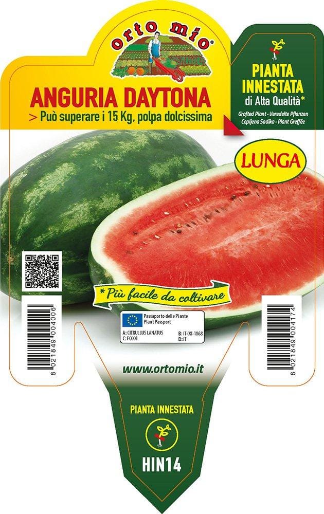 Anguria lunga Daytona F1 - 1 pianta innestata v.14 cm - Orto Mio