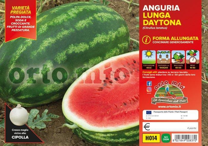 Anguria lunga Daytona F1 - 4 piante - Orto Mio