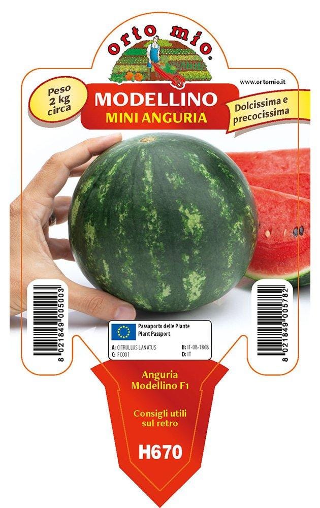 Anguria mini anguria Modellino F1 - 1 pianta in vaso cm.10 - Orto Mio