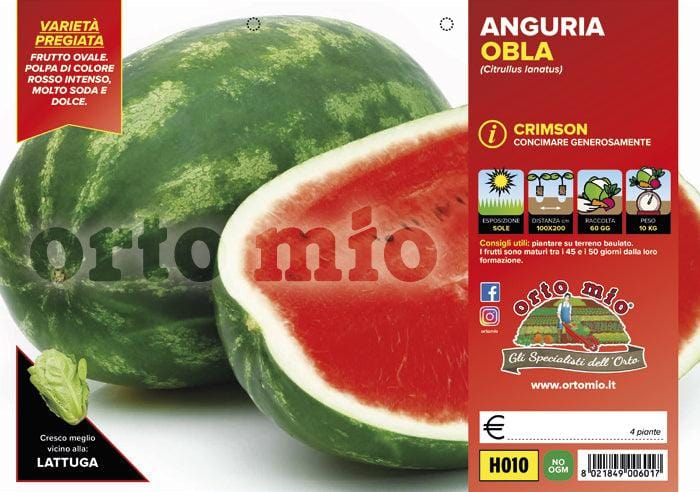 Anguria ovale Crimson Obla F1 - 4 piante - Orto Mio