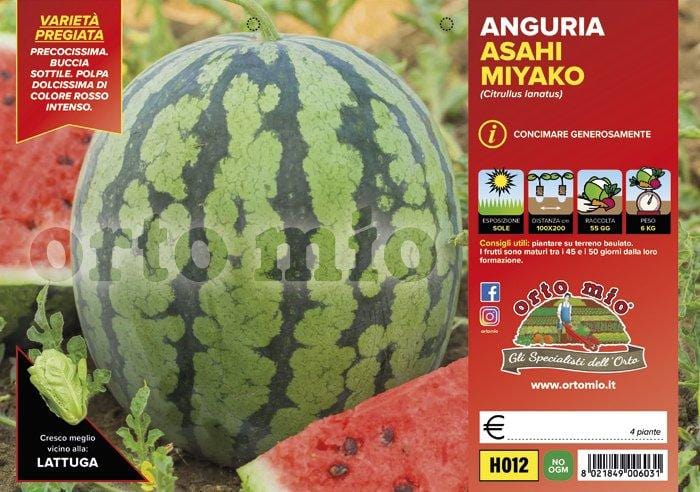 Anguria precoce Asahi Miyako F1 - 4 piante - Orto Mio