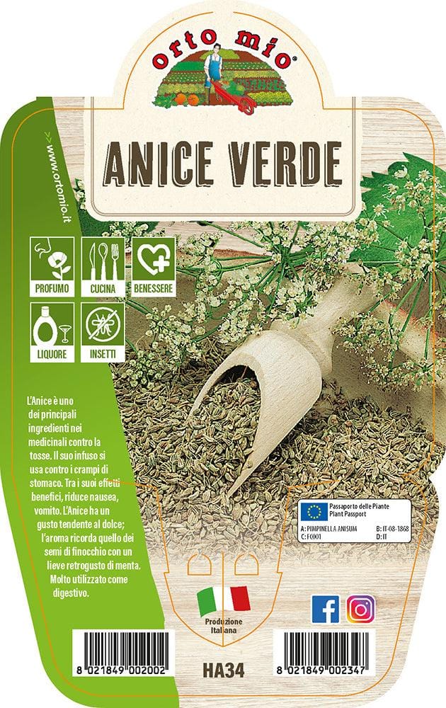 Anice verde - 1 pianta v.14 cm - Orto Mio