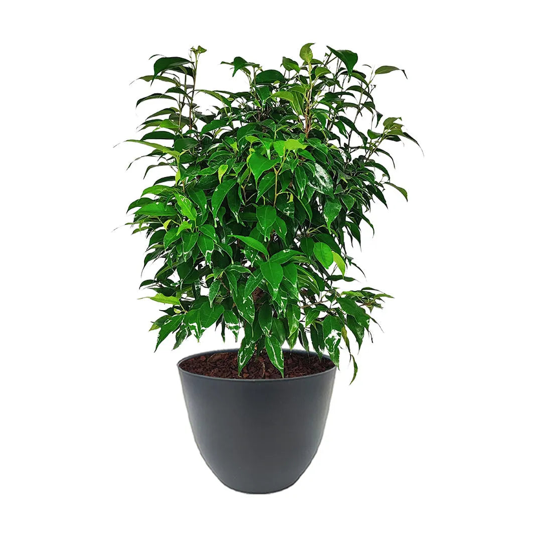 Ficus Benjamin D.19