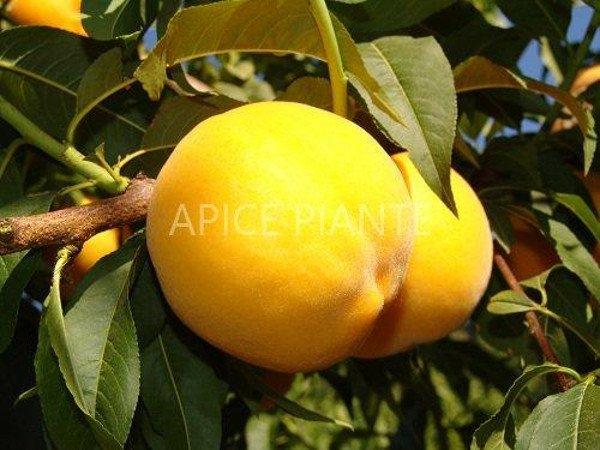 Apice Piante Percoco di Luglio - Vaso Cm.20
