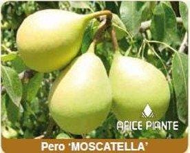 Apice Piante Pero Moscatella - Vaso Cm.20
