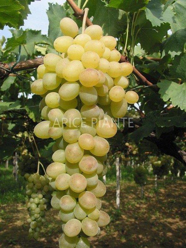 Apice Piante Vite Matilde - Vaso Cm.15 x 15 - Uva da tavola bianca