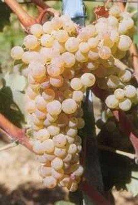 Apice Piante VITE TREBBIAMO ABRUZZESE - Senza vaso - Uva da vino Bianca