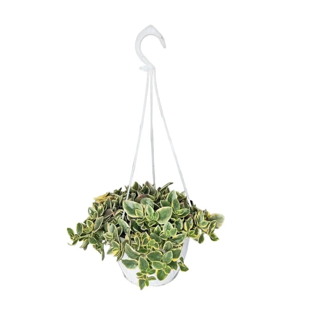 Aptenia Variegata vaso basket