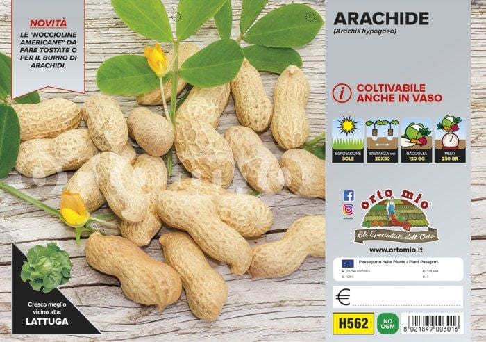 Arachide americana - vaschetta 4 piante - Orto Mio