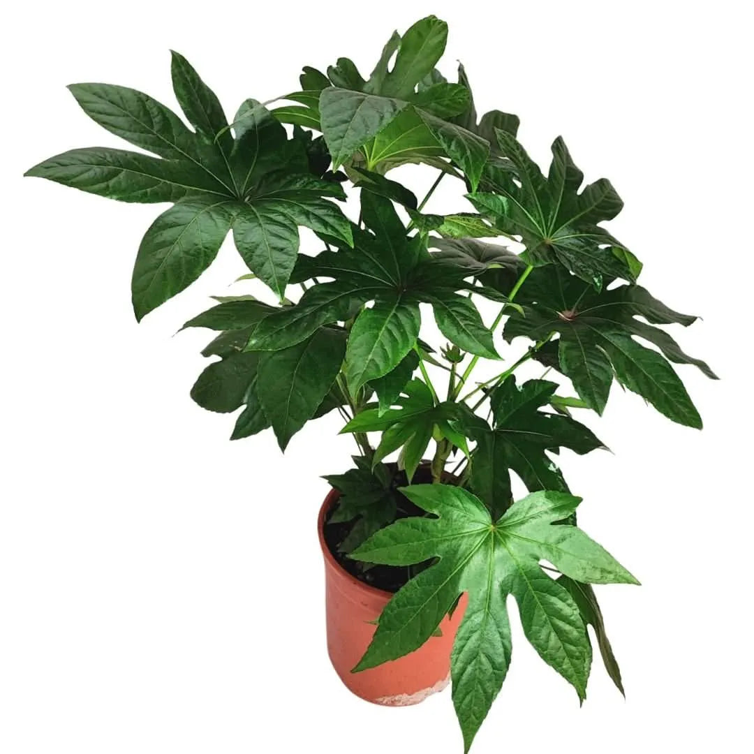 Aralia Sieboldii D. 18 H. 40 CM
