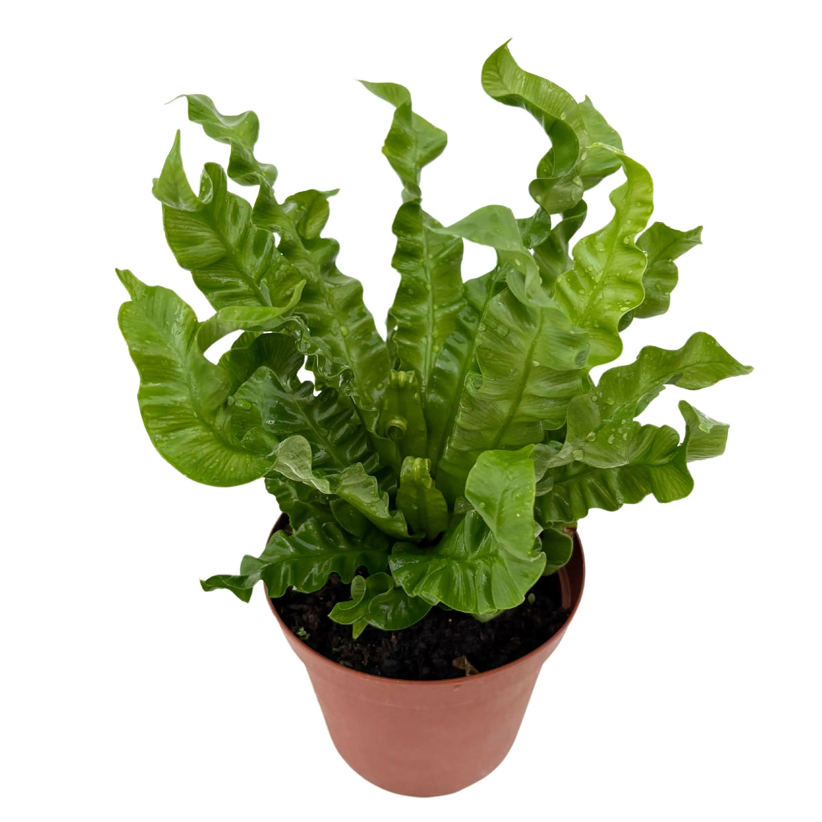 Asplenium Nidus ‘Crispy Wave’