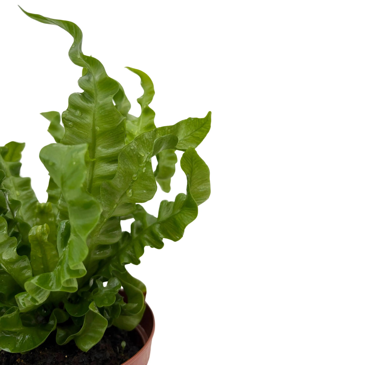 Asplenium Nidus ‘Crispy Wave’