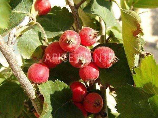 Azzeruolo Rosso (Varietà Antica) - V. 20 cm - Apice Piante