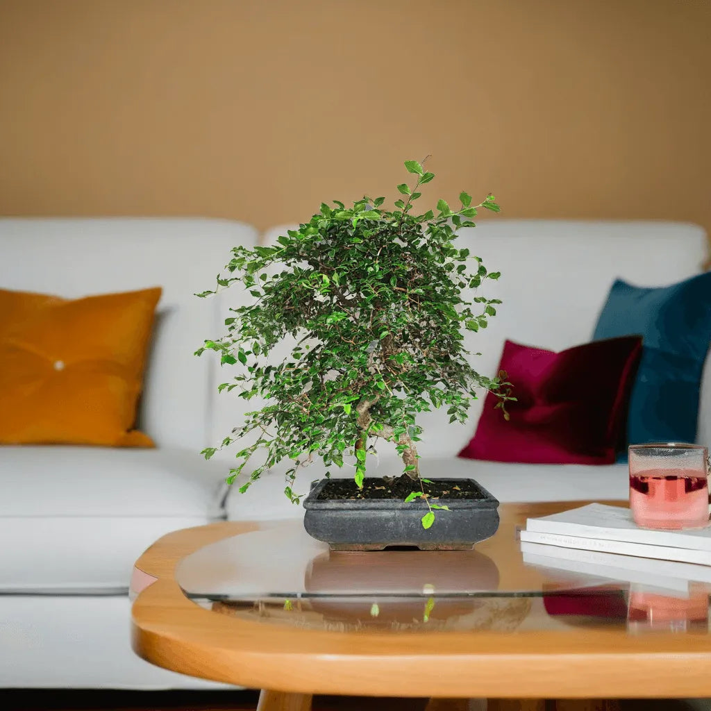 Bonsai Zelkova S-Shape - Altezza Pianta 50 cm