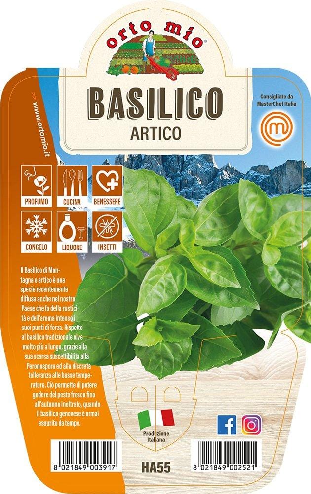 Basilico Artico - 1 pianta v.14 cm - Orto Mio