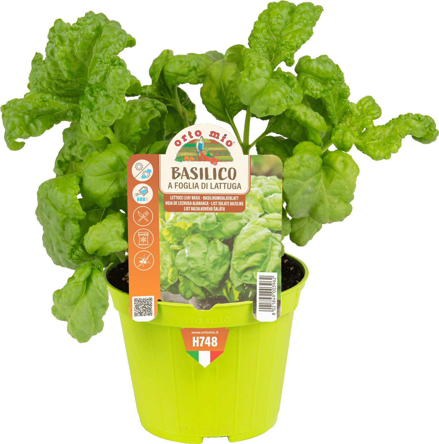 Piante di Basilico a foglia di lattuga - Orto Mio