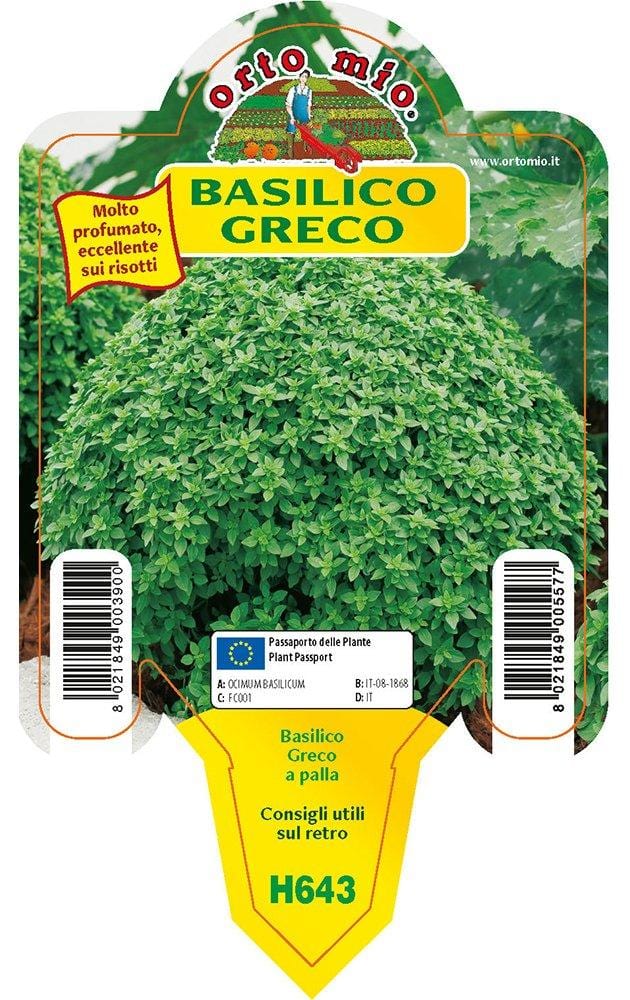 Basilico greco a palla - 1 pianta v.10 cm - Orto Mio