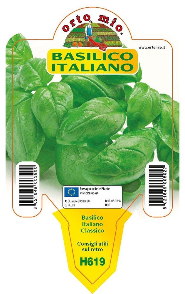 Basilico Italiano Classico Gemma - 1 pianta v.10 cm - Orto Mio