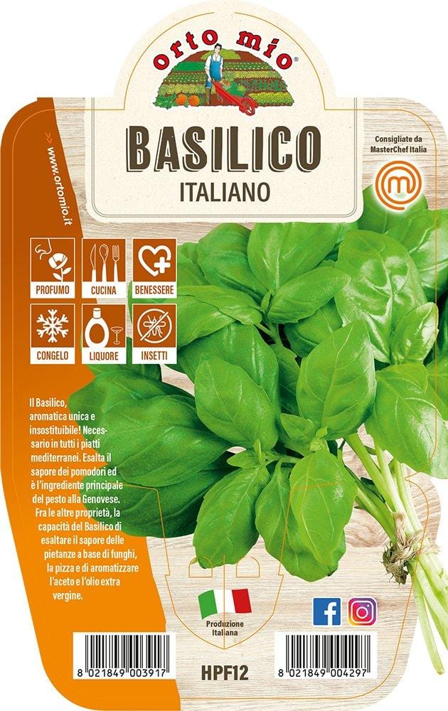 Basilico Italiano Classico Gemma - 1 pianta vaso 14 cm - Orto Mio