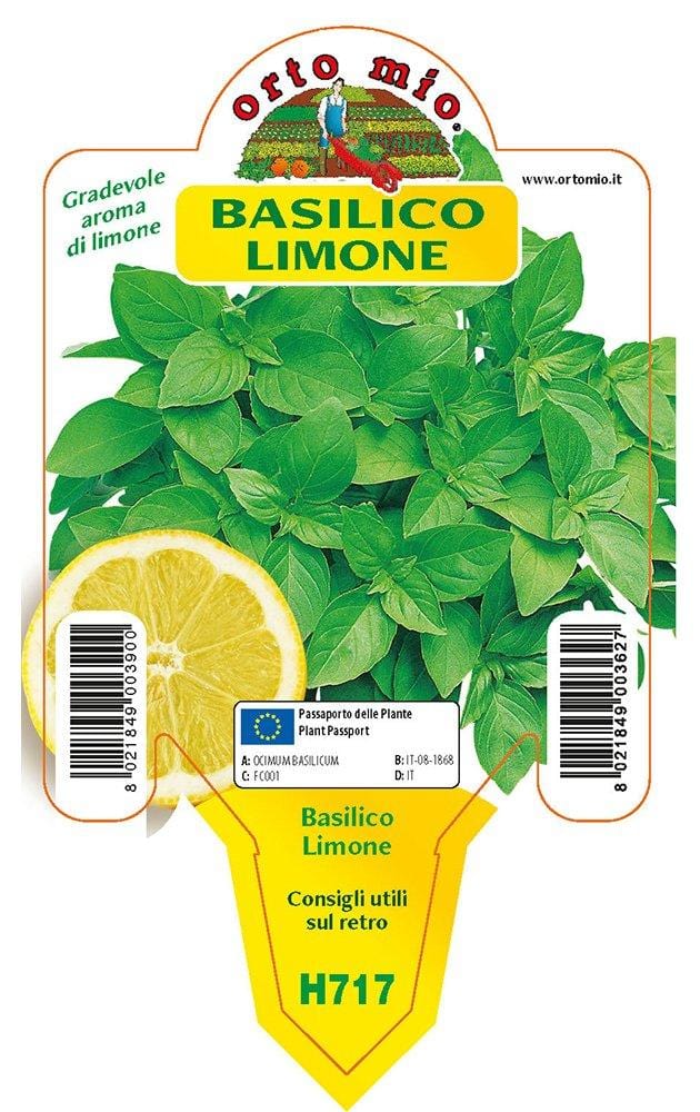Basilico Limone - 1 pianta v.10 cm - Orto Mio