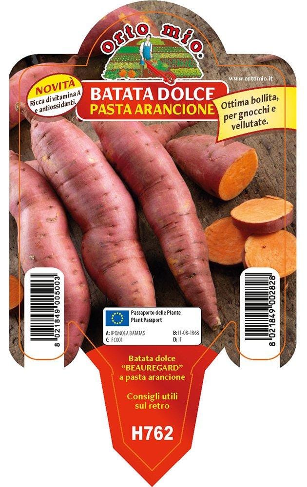 Batata dolce americana Arancione varietà Evangeline - 1 pianta v.10 cm - Orto Mio
