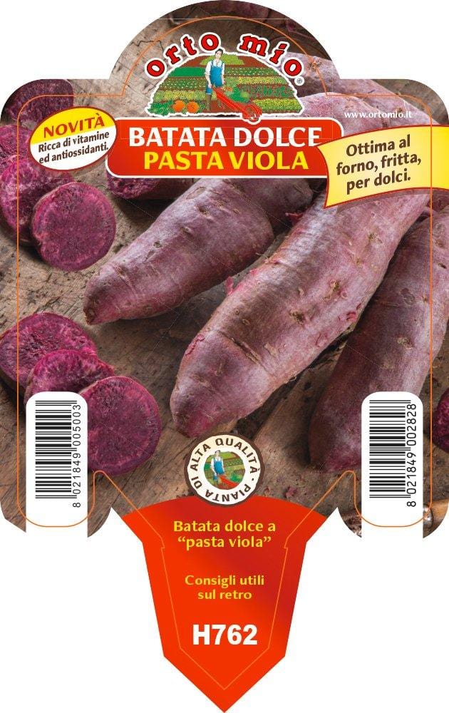 Batata Dolce Americana Viola varietà Sakura - 1 pianta vaso 10 cm - Orto Mio