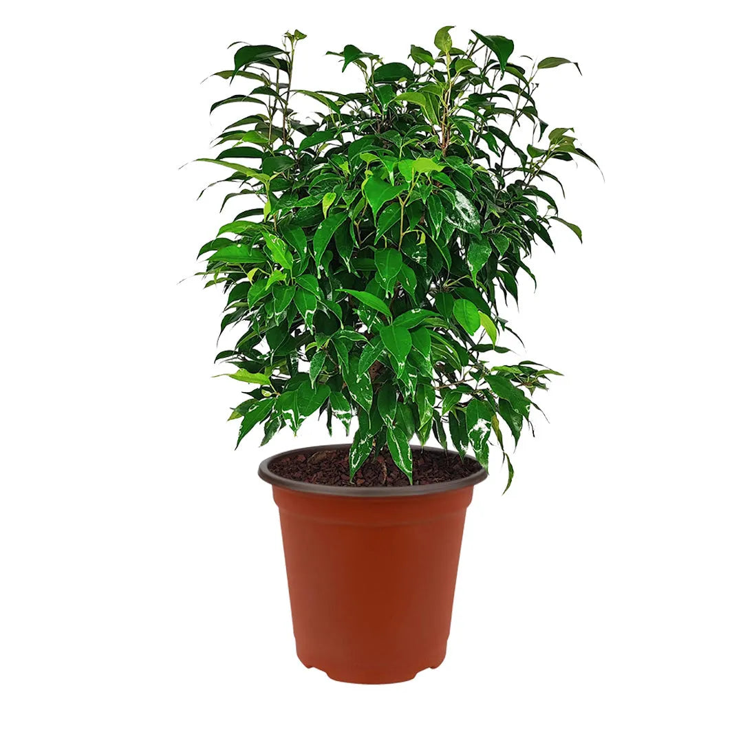 Ficus Benjamin D.19