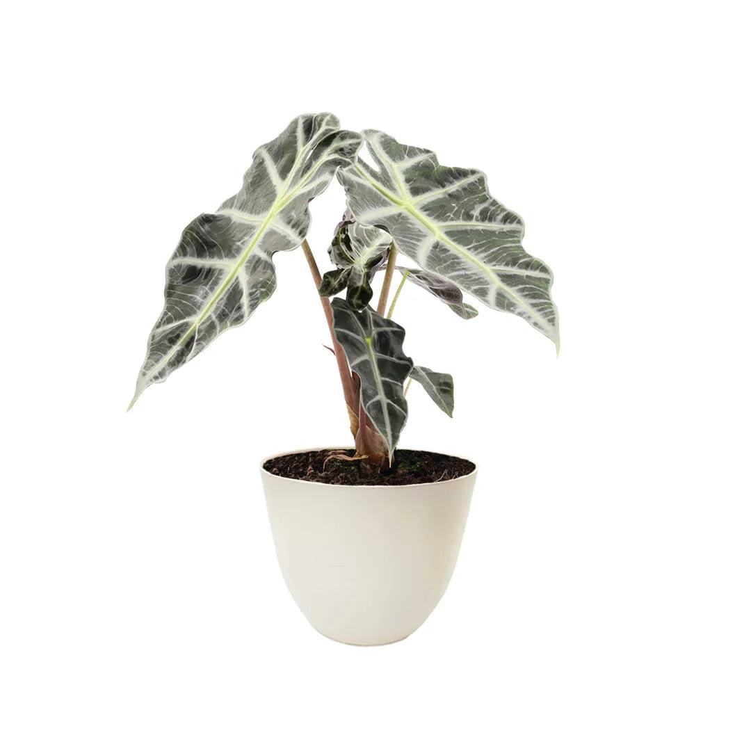 Alocasia Polly altezza D.12 H.30 cm