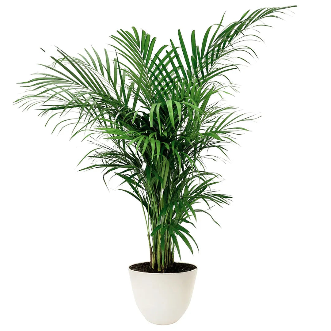 Areca Lutescens