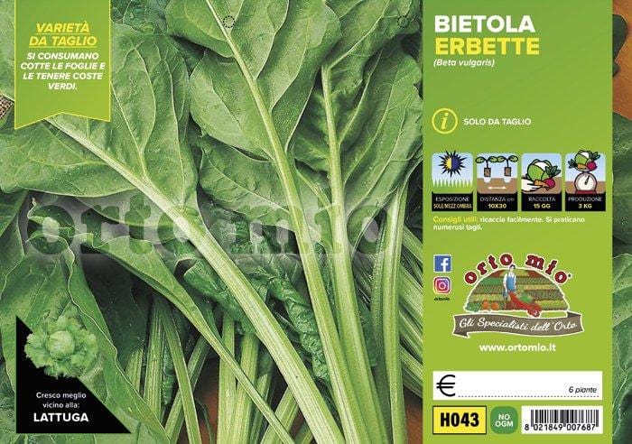 Bietola da Costa e da taglio Erbette - 6 piante - Orto Mio