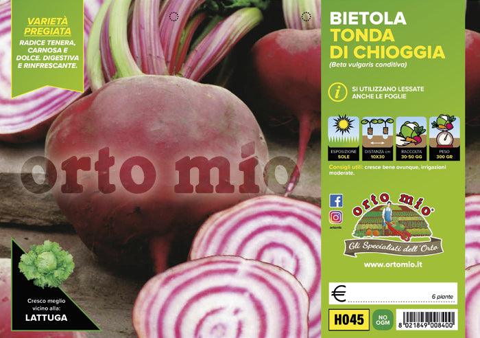 Bietola da costa e orto tonda di Chioggia Bersaglio F1 - 6 piante - Orto Mio
