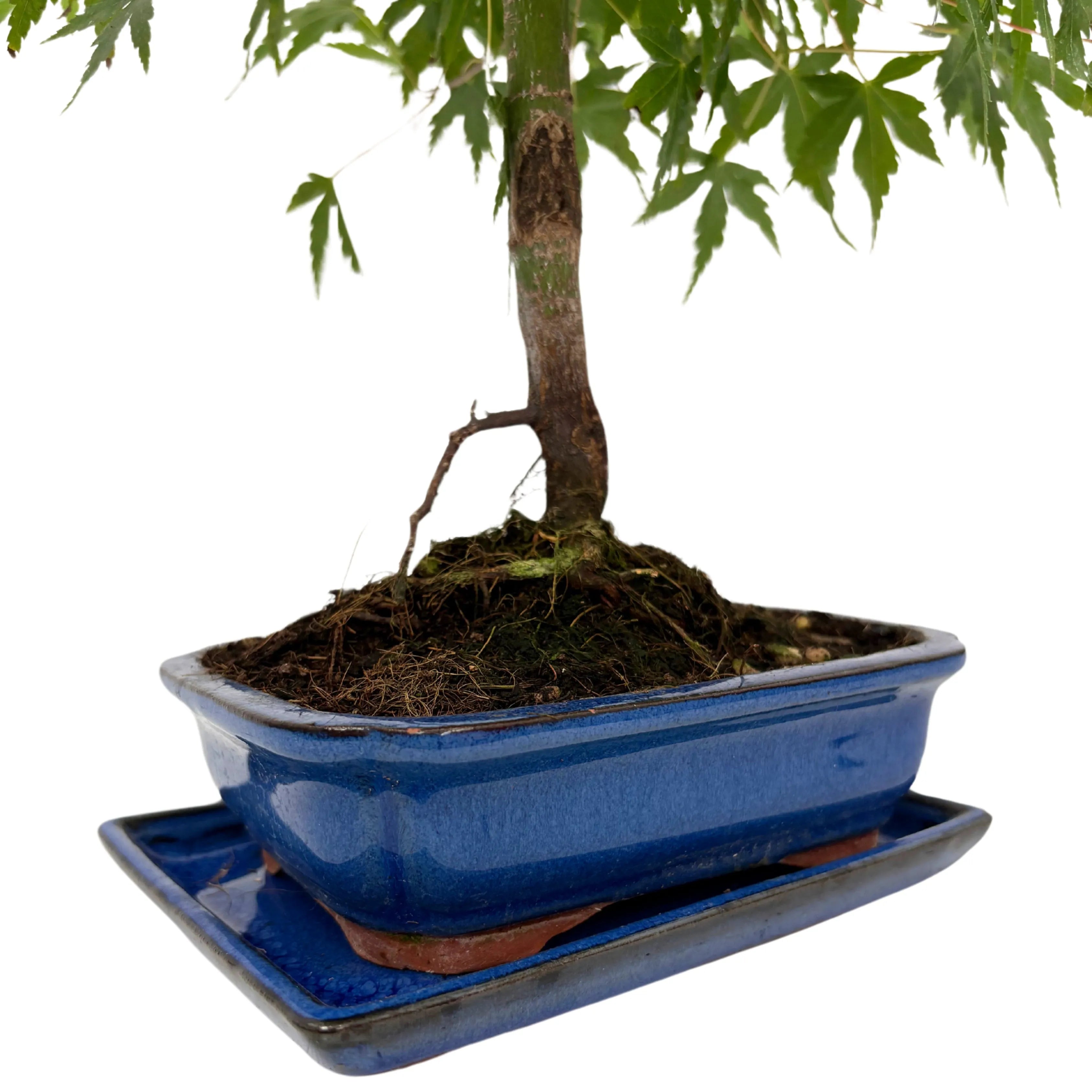 Bonsai Acer Palmatum 7 Anni - Collezione Premium