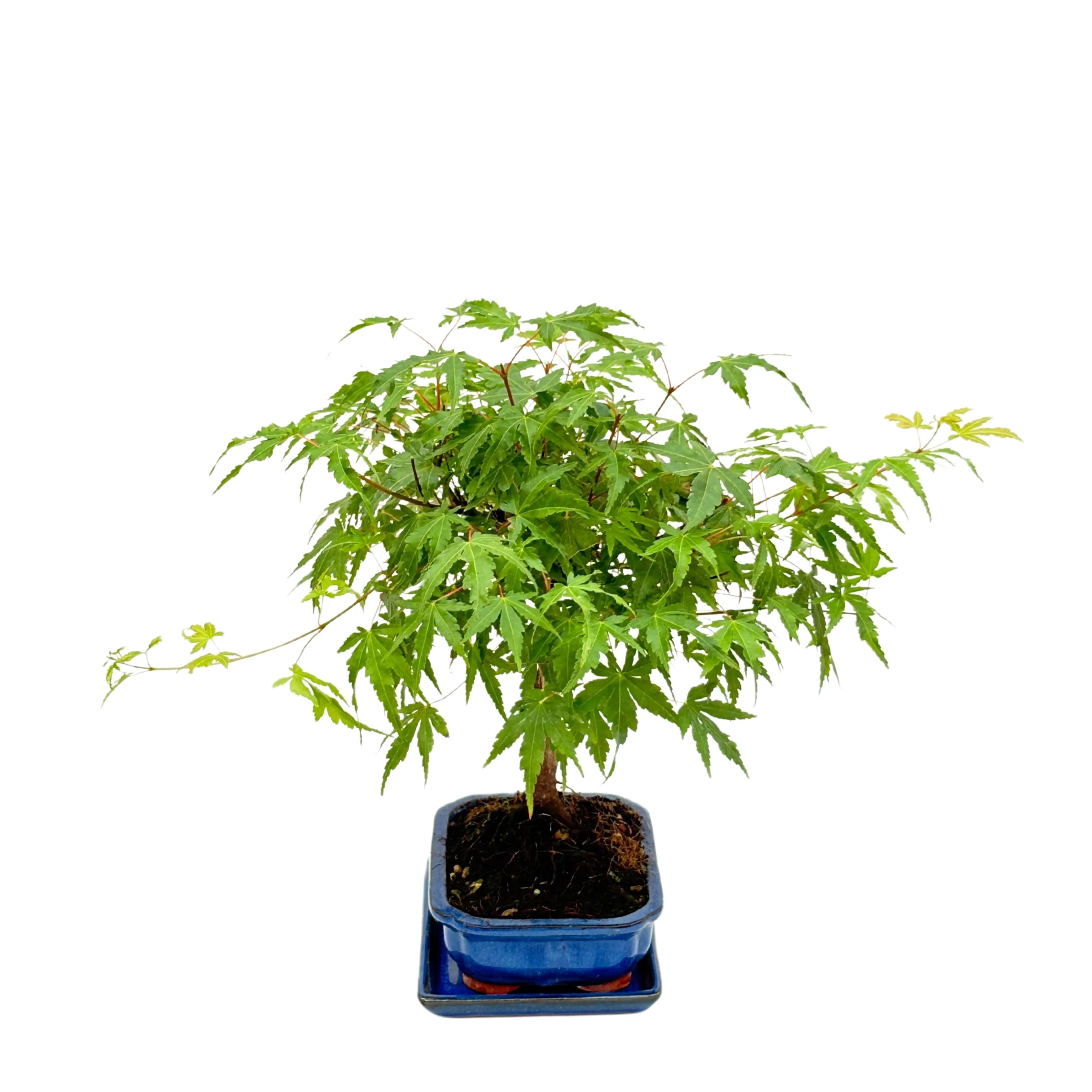 Bonsai Acer Palmatum 7 Anni - Collezione Premium