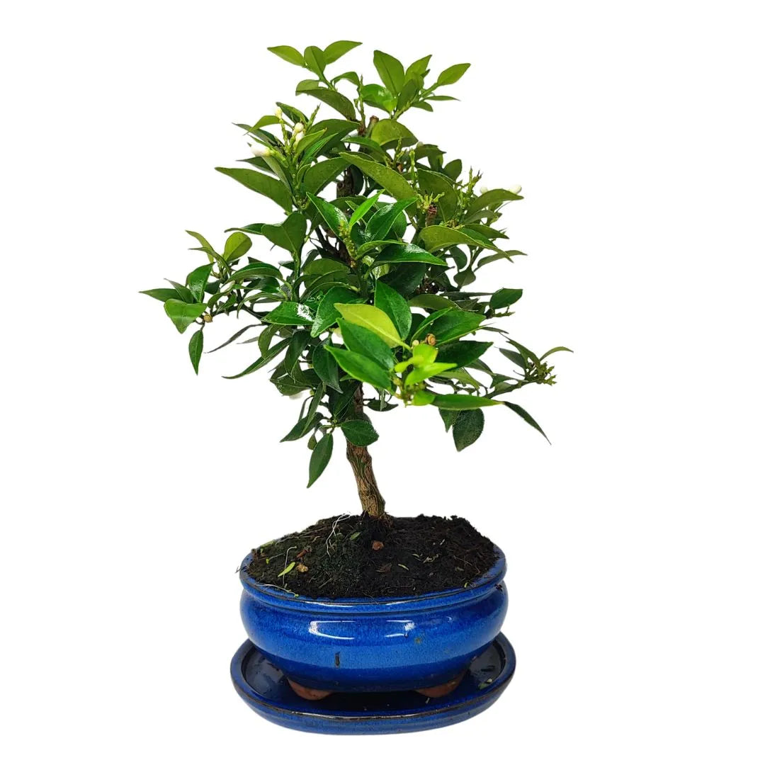 Bonsai Citrus Myrtifolia 8 Anni - Collezione Premium