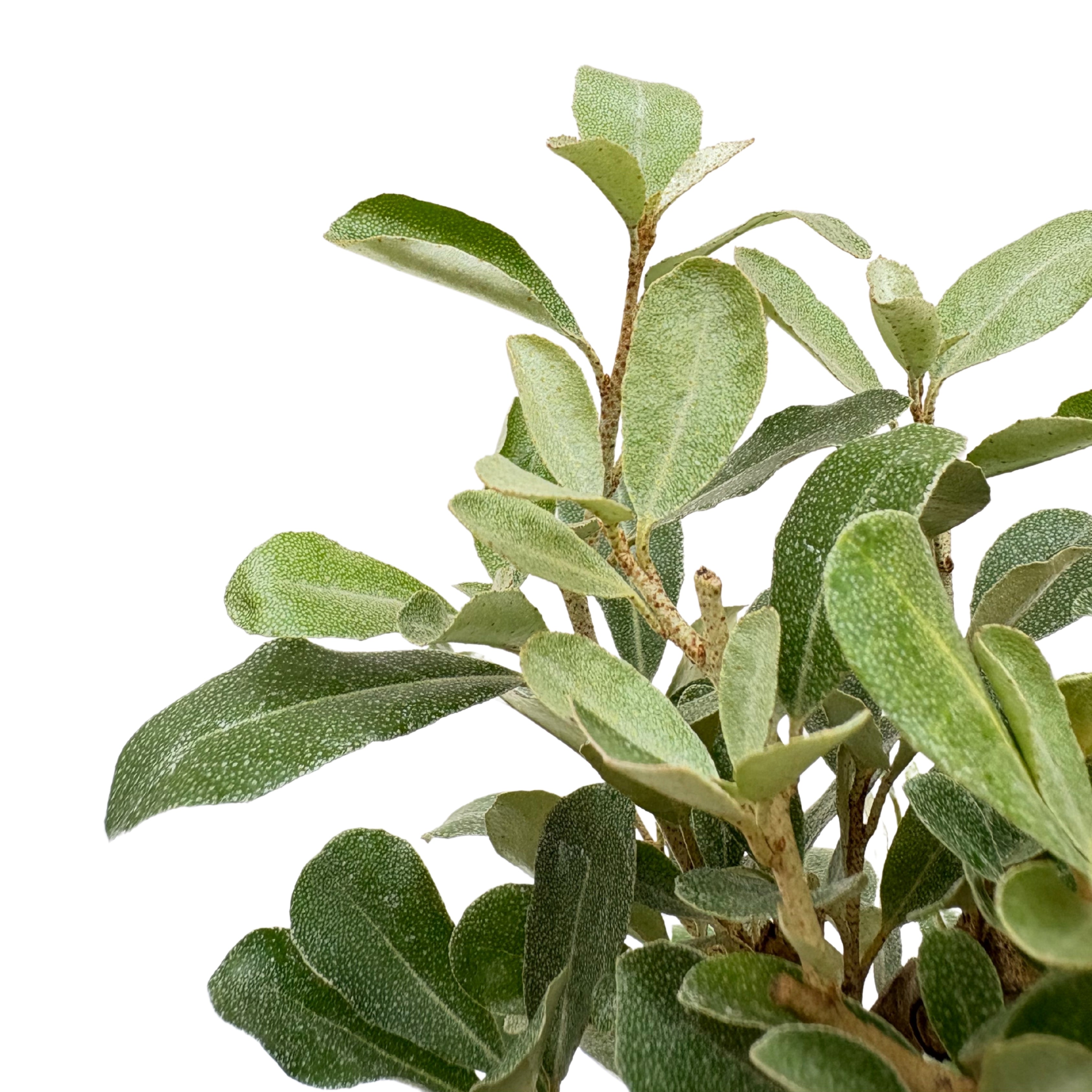 Bonsai Elaeagnus 7 Anni - Collezione Premium