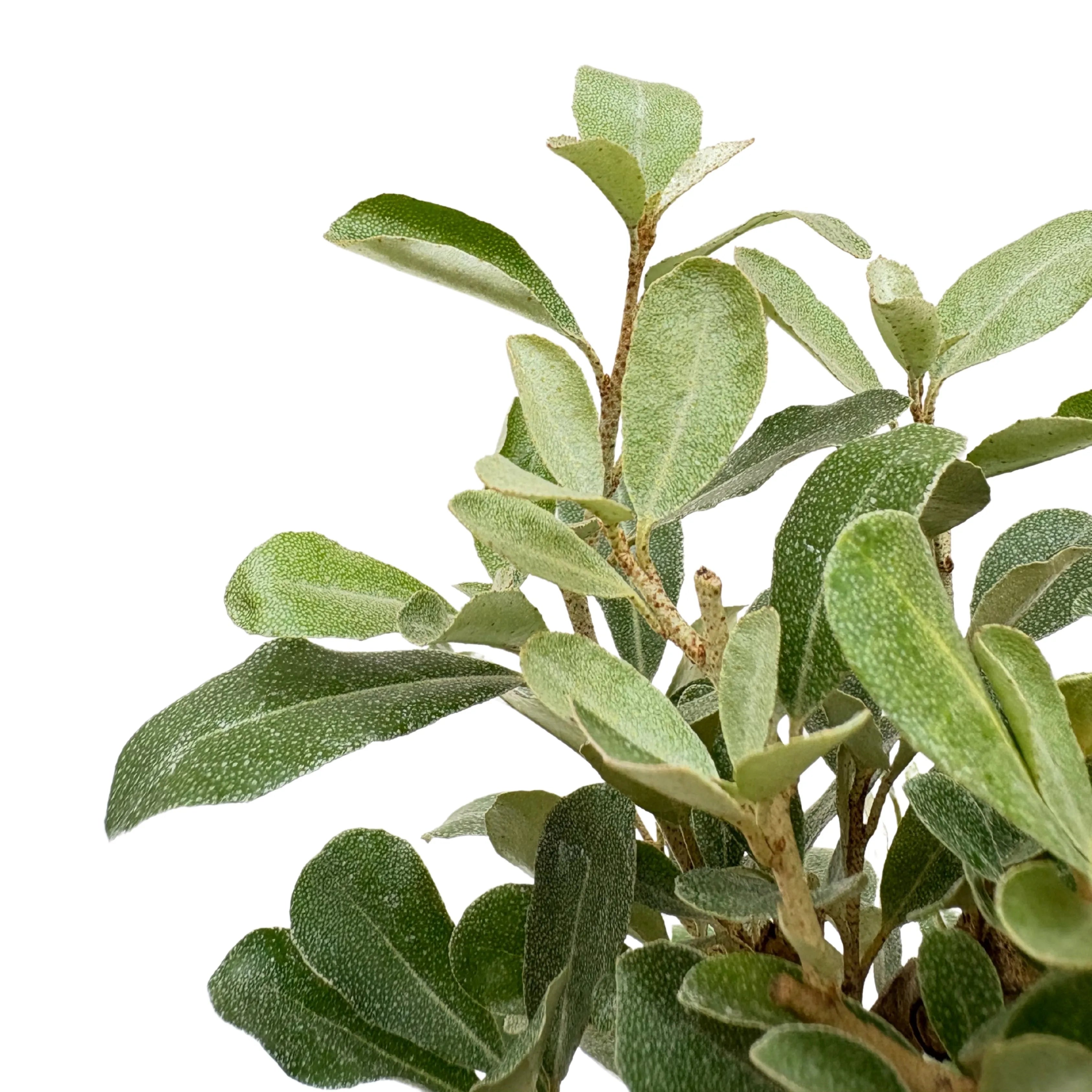 Bonsai Elaeagnus 7 Anni - Collezione Premium