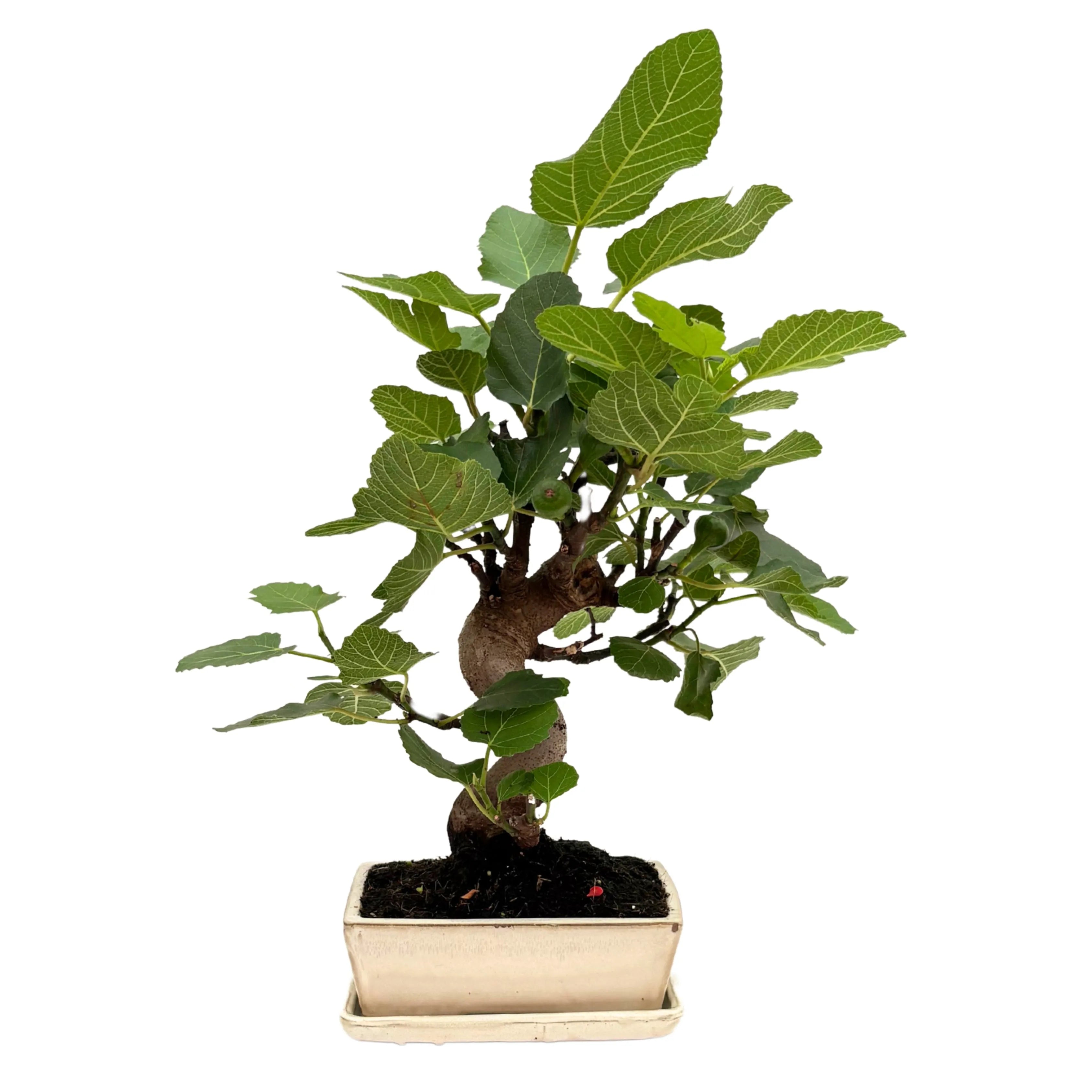 Bonsai Ficus Carica (Fico) 13 Anni - Collezione Premium