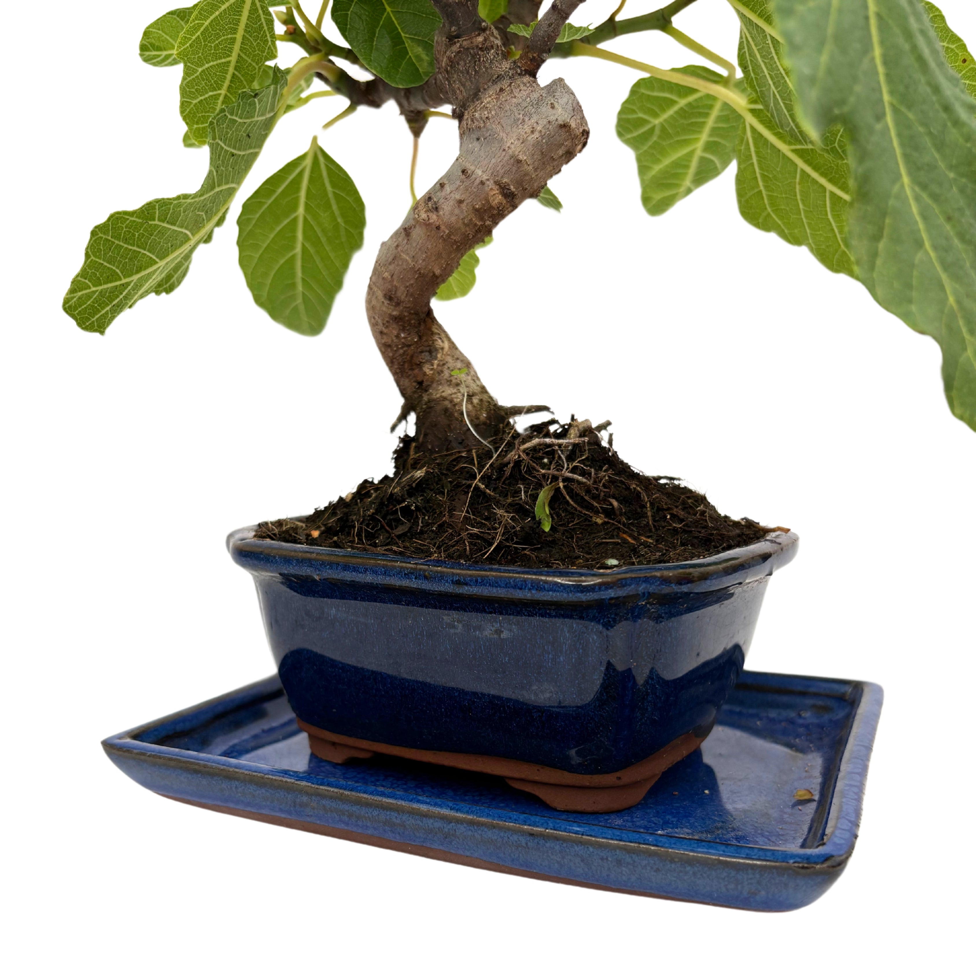 Bonsai Ficus Carica (Fico) 7 Anni - Collezione Premium