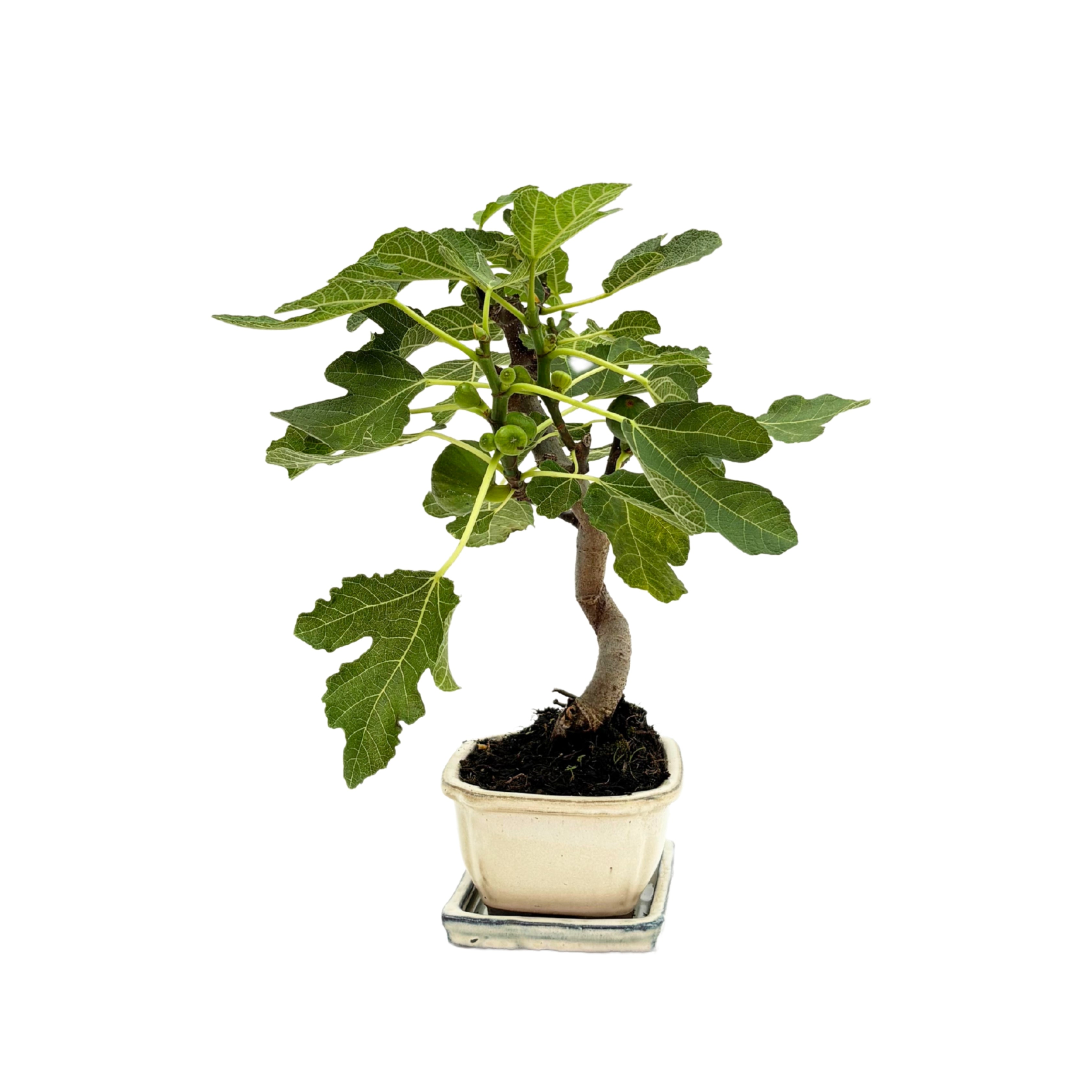Bonsai Ficus Carica (Fico) 8 Anni - Collezione Premium