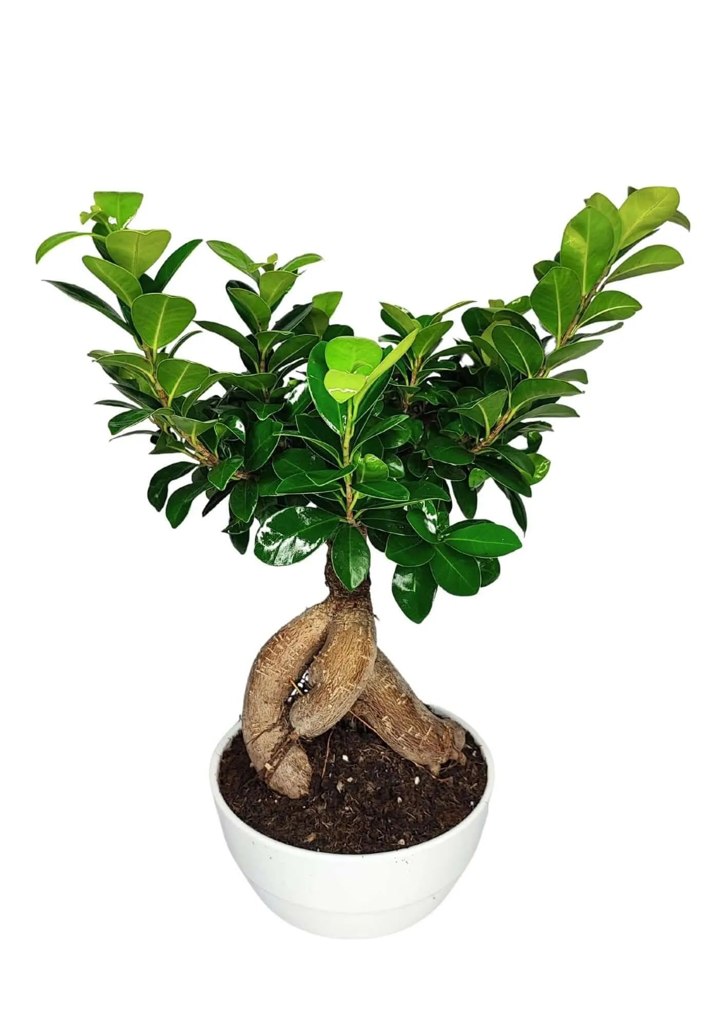 Bonsai Ficus Ginseng - Altezza Pianta 40 cm, Vaso di Ceramica Novara