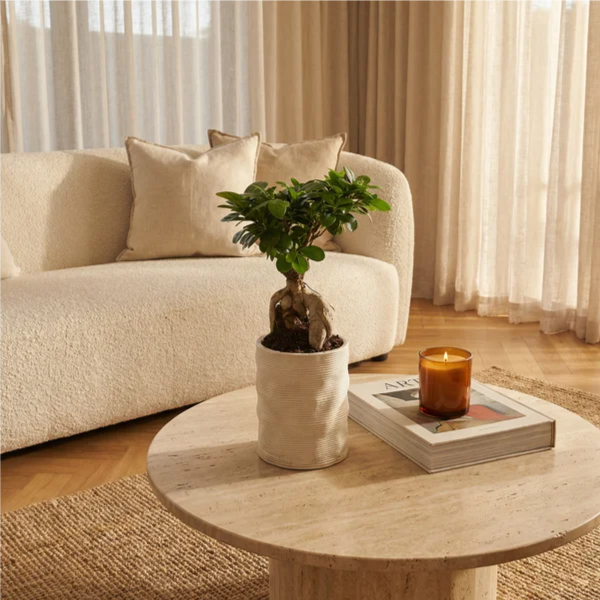 Bonsai ficus ginseng in vaso artigianale Andromeda in argilla