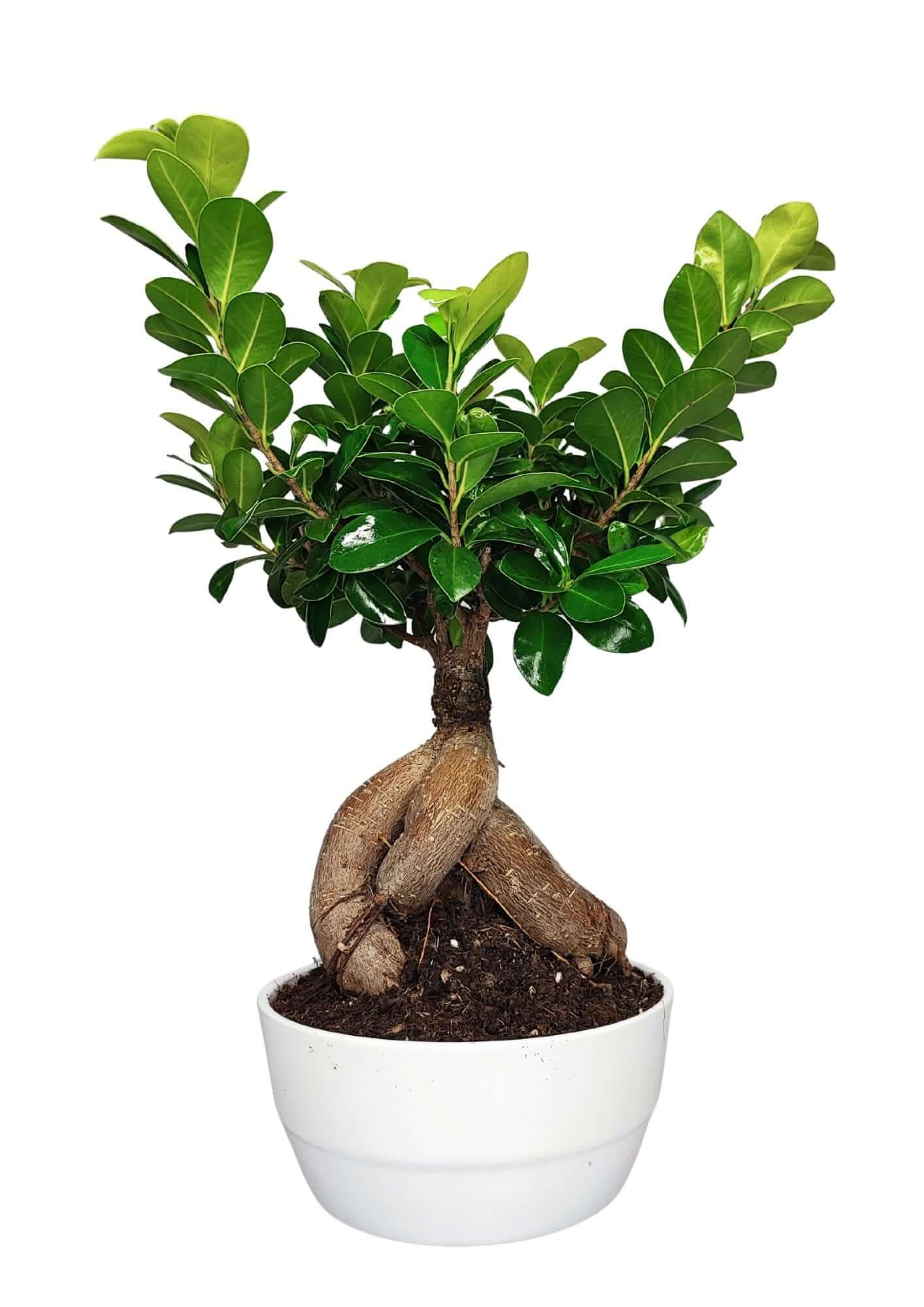 Bonsai Ficus Ginseng - Altezza Pianta 40 cm, Vaso di Ceramica Novara