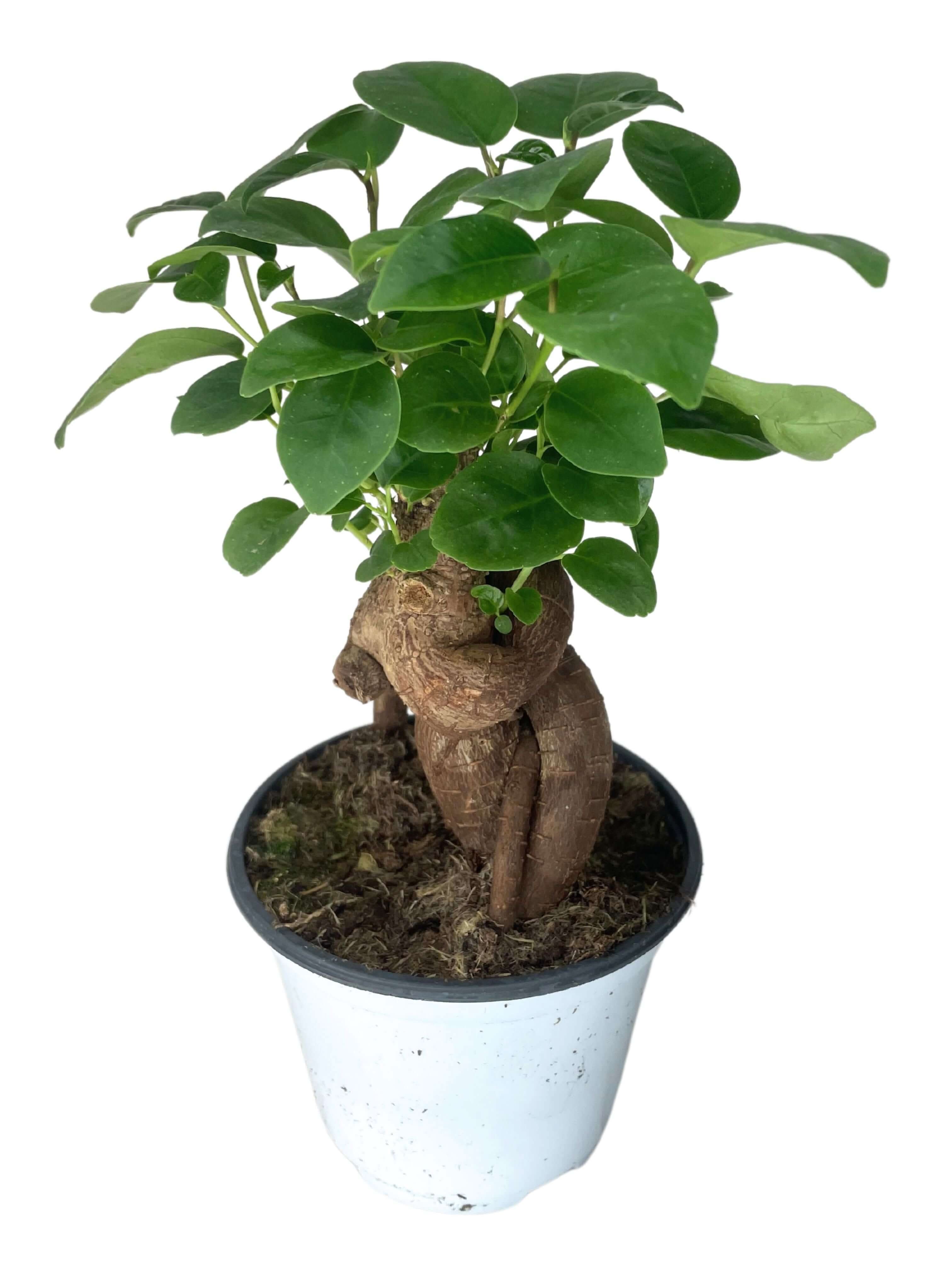Bonsai Mini Ficus Ginseng  Altezza Pianta 25 cm