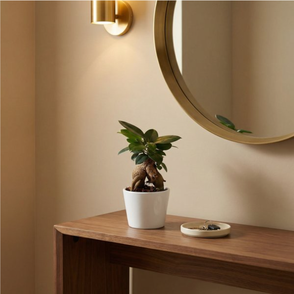 Bonsai ficus ginseng in vaso ceramica bianco